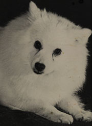 Kikuchiyo Of Shonan Sumiresow