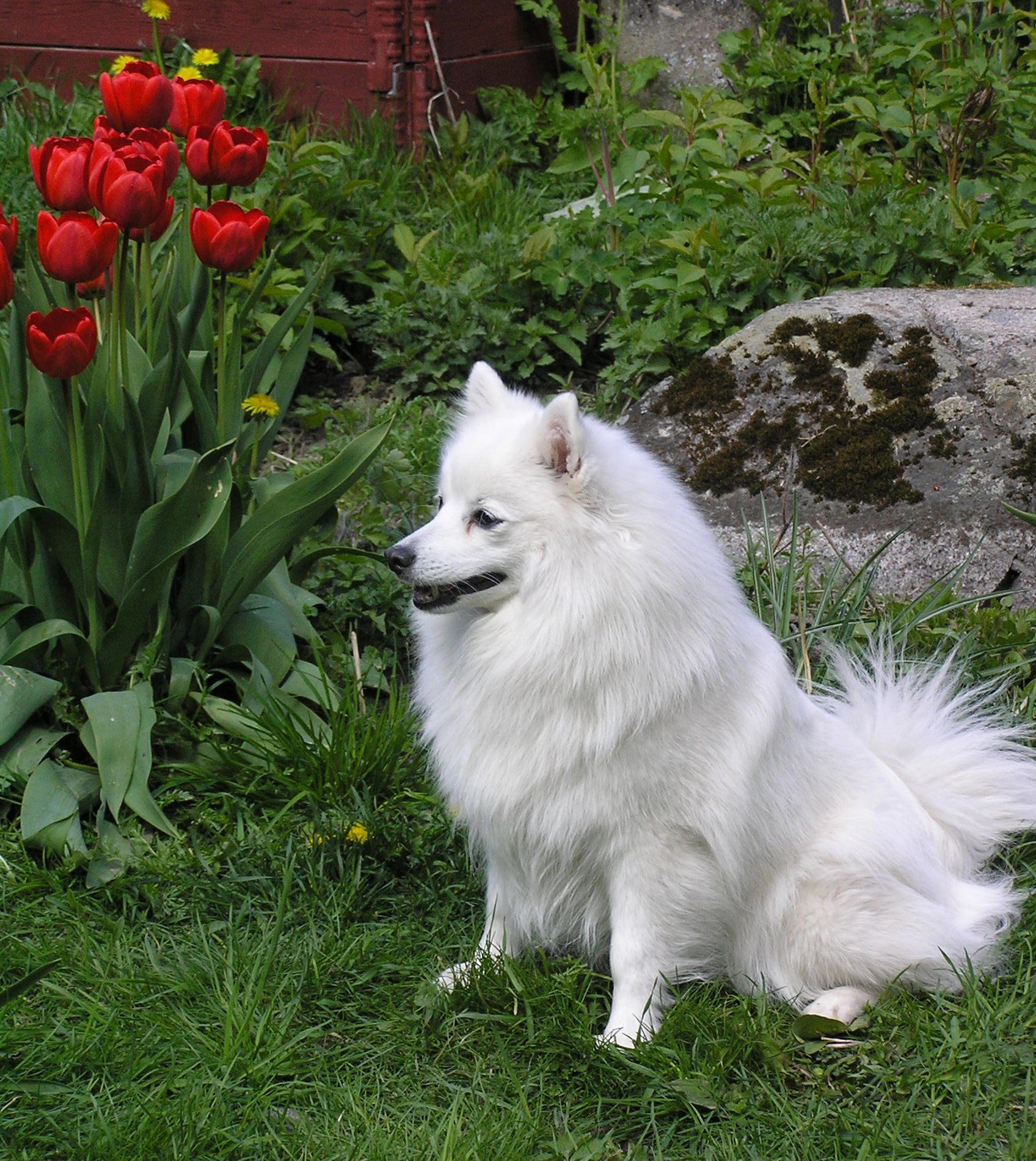 Isumi's Shiro Ginko Kara Kikuchiyo