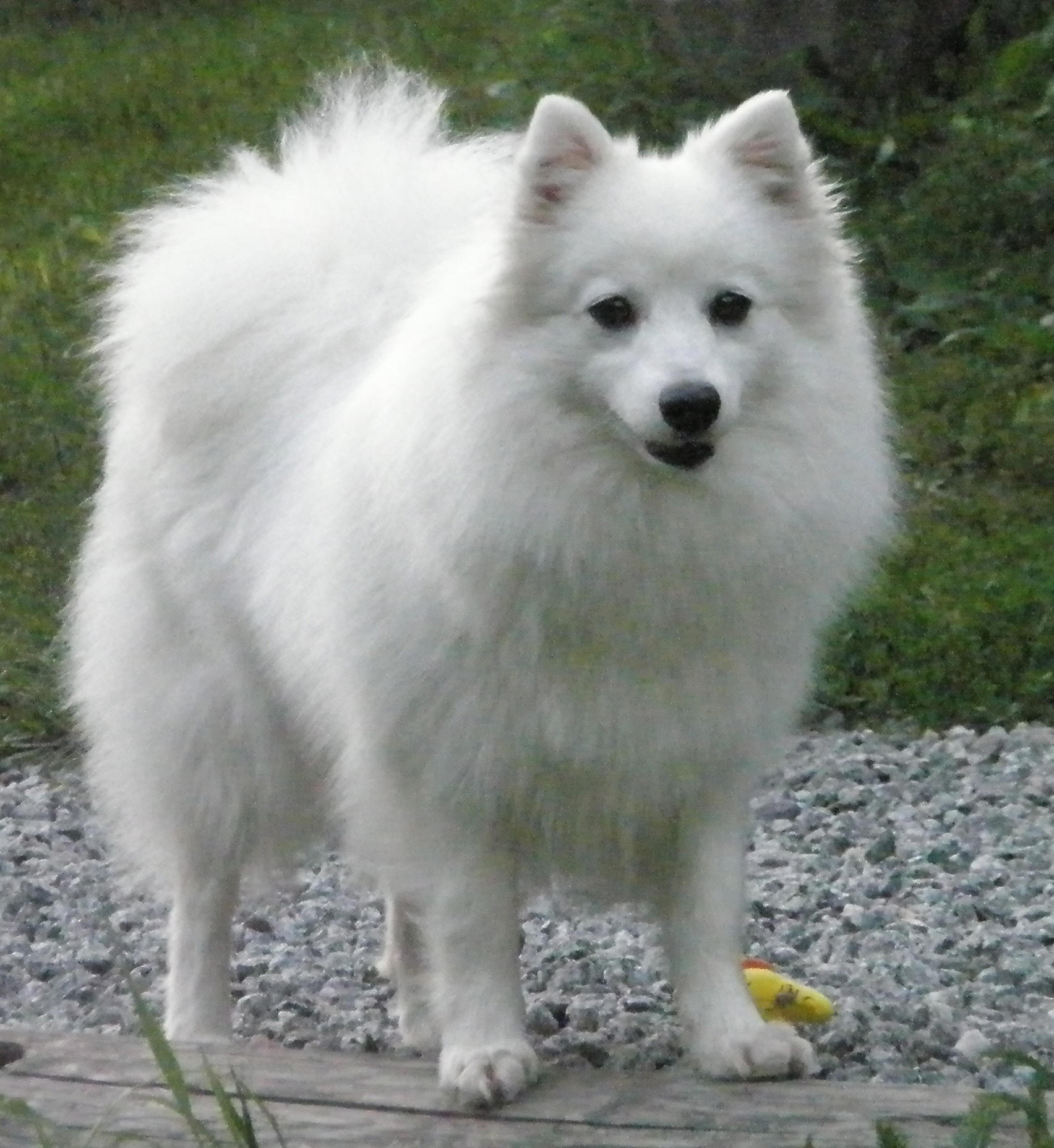 Isumi's Shiro Ichi Bizin