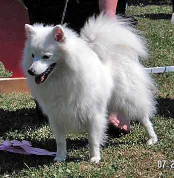 Isumi's Shiro Ginko Kara Kikuchiyo