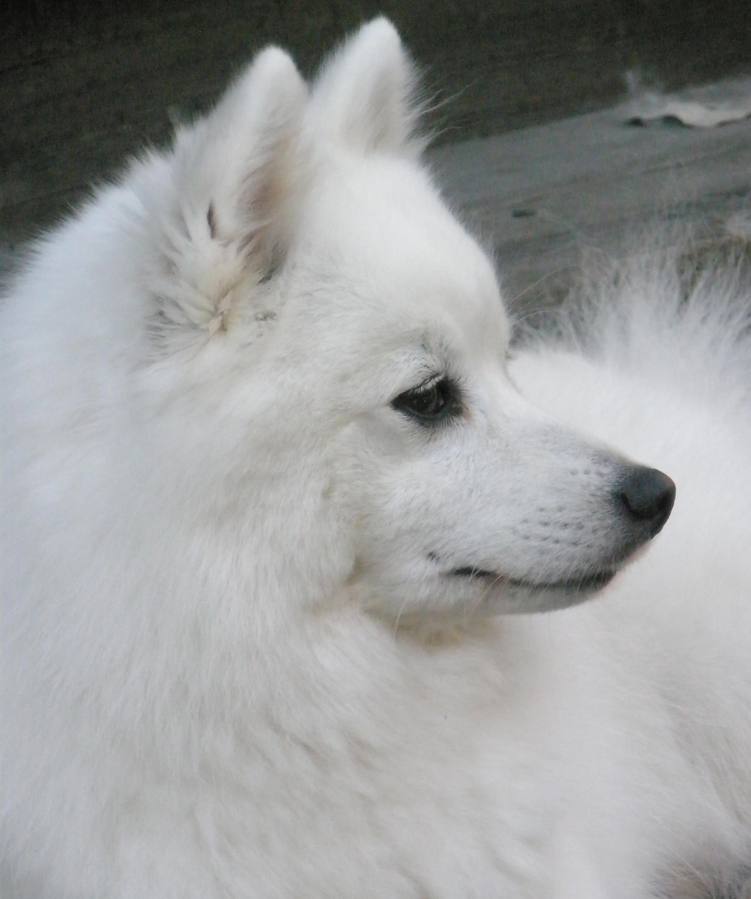 Isumi's Shiro Fairu Kuin Kara Asagi