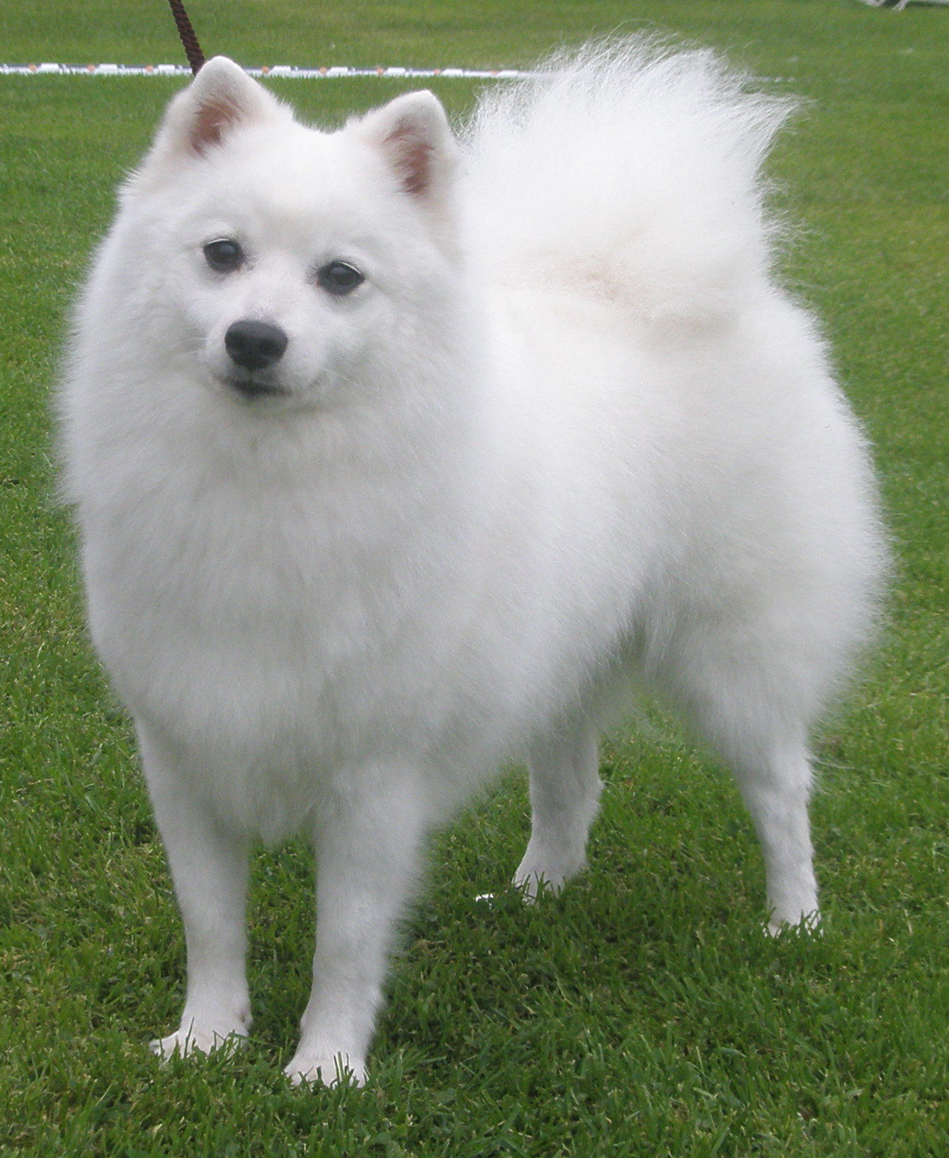 Isumi's Shiro Fairu Kuin Kara Asagi