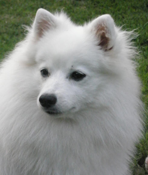 Isumi's Shiro Koryna Gyoku