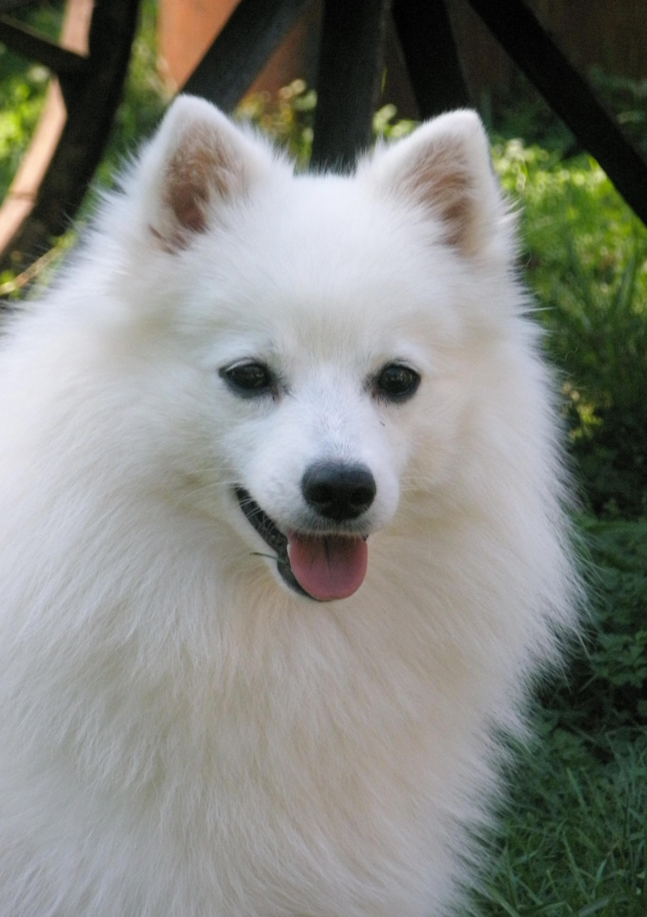 Isumi's Shiro Koryna Gyoku