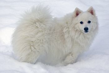 Isumi's Shiro Futsu Kingu O'Asagi