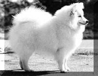 Rowleys Oriental Pearl To Isumis